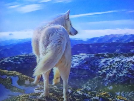 White Wolf on Mountain - 3D Lenticular Poster - 12x16 Print - New Online Hot Sale