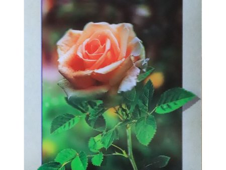 Pink (cream) Rose - 3D Lenticular Poster - 12x16 Print - New For Discount