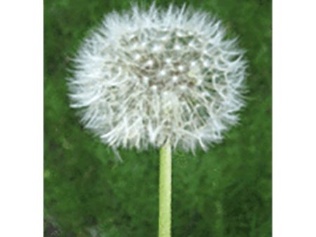 Dandelion Animated - 3D Lenticular Postcard Greeting Card - NEW Sale